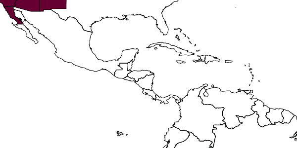 map of Andrena mackieae     Cockerell, 1937